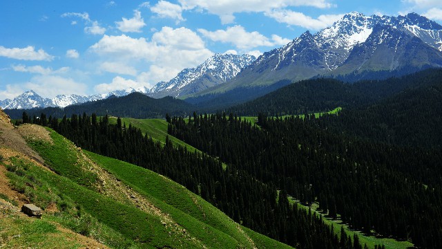 拼多多补单软件