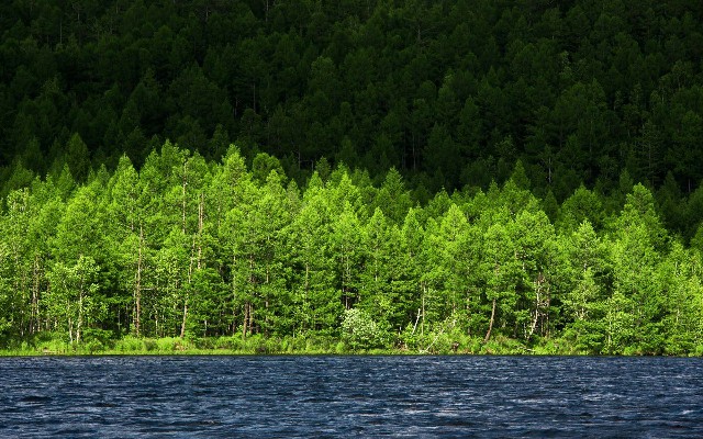 拼多多补单软件