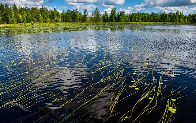 拼多多补单软件