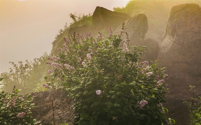 拼多多补单软件