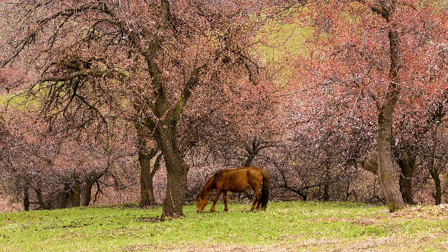 拼多多补单软件