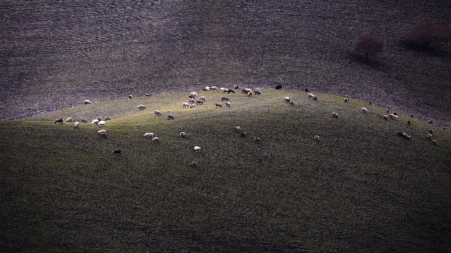 拼多多补单软件