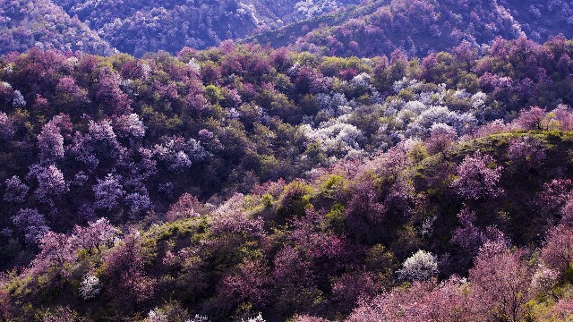 拼多多补单软件