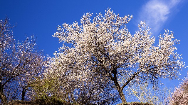 拼多多补单软件