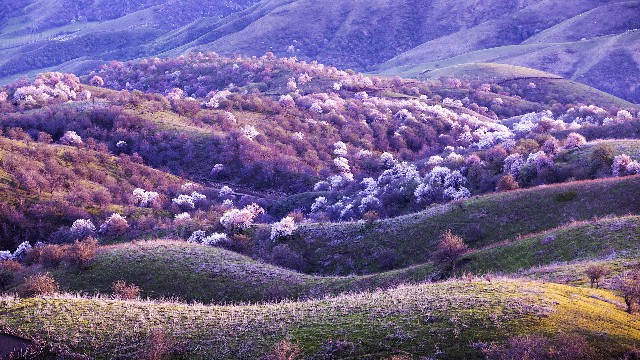 拼多多补单软件