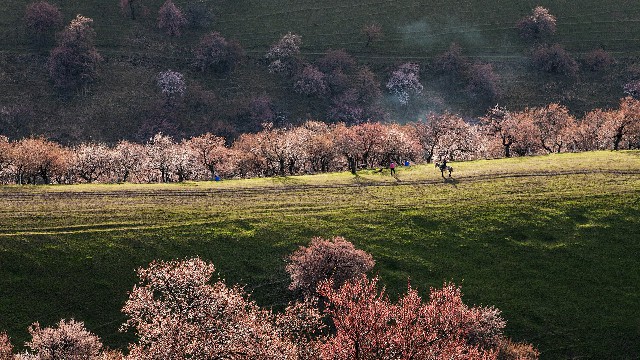 拼多多补单软件