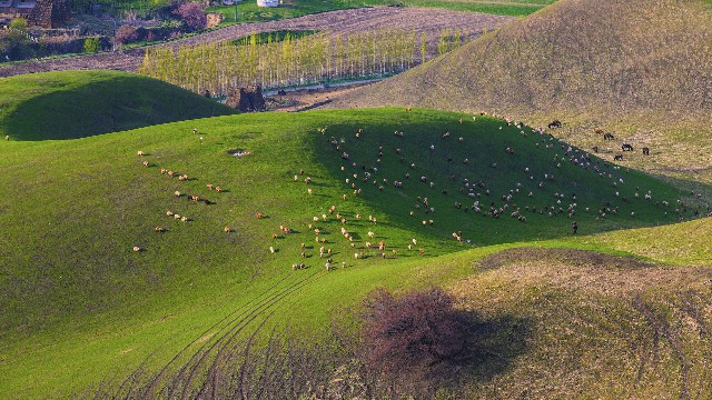 拼多多补单软件