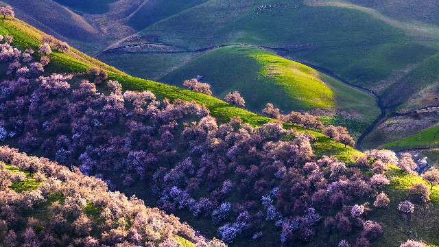 拼多多补单软件