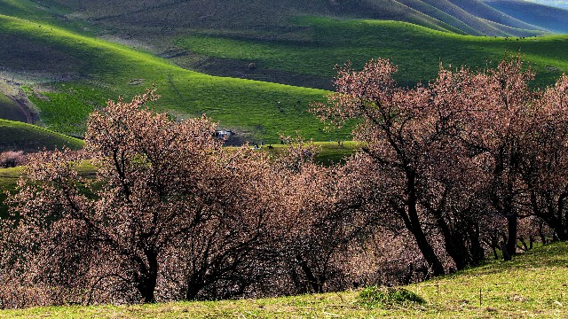 拼多多补单软件