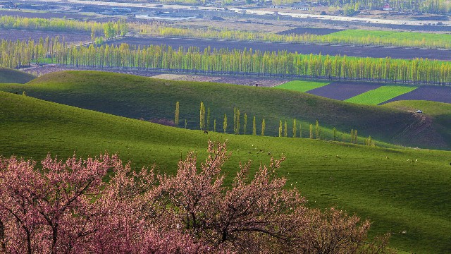 拼多多补单软件