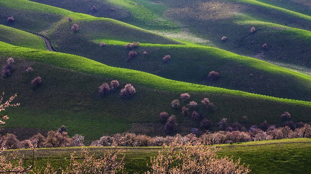 拼多多补单软件