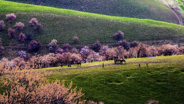 拼多多补单软件
