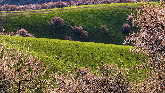 拼多多补单软件