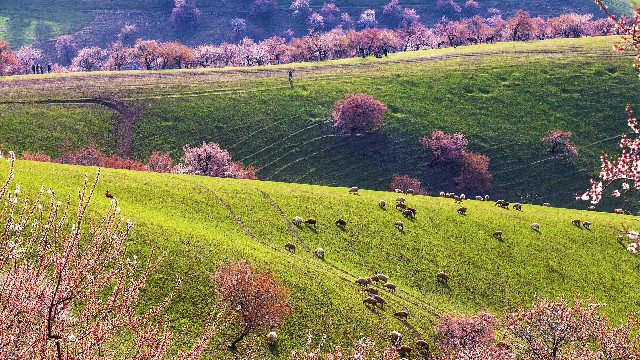 拼多多补单软件
