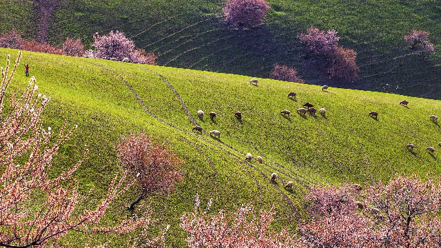 拼多多补单软件