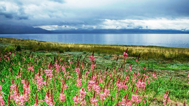 拼多多补单软件