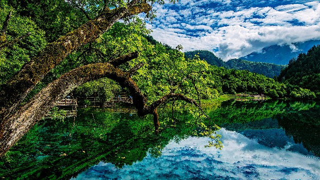 拼多多补单软件