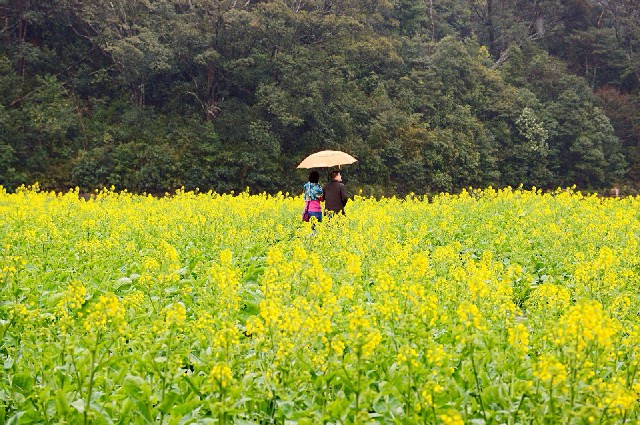 拼多多补单软件