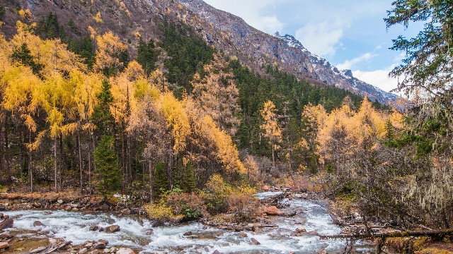 拼多多补单软件