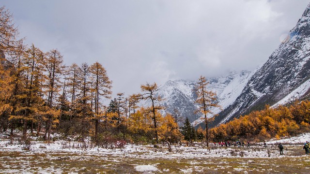 拼多多补单软件