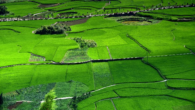 拼多多补单软件