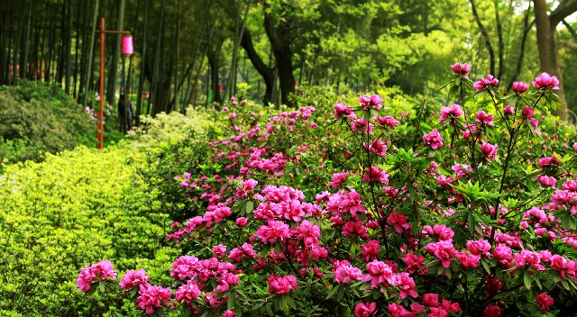 拼多多补单软件