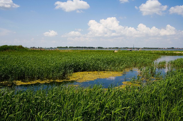 拼多多补单软件
