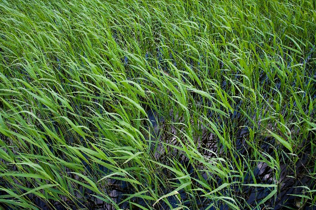 拼多多补单软件