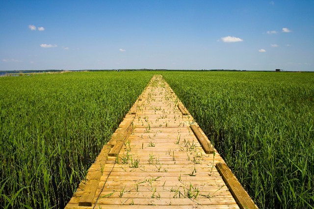 拼多多补单软件