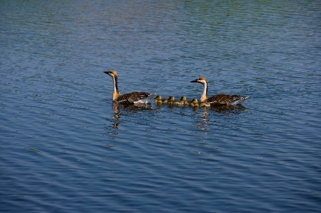 拼多多补单软件