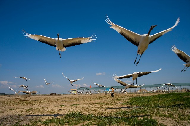 拼多多补单软件