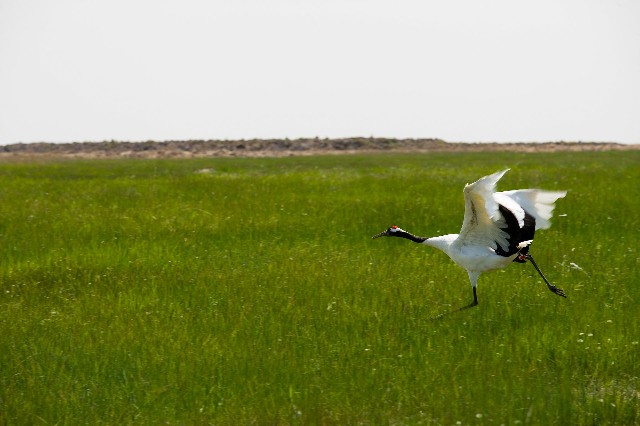 拼多多补单软件