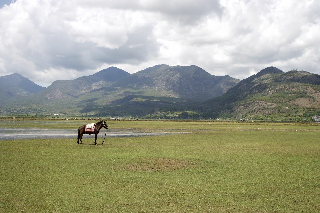 拼多多补单软件