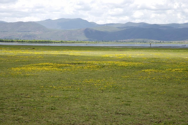 拼多多补单软件