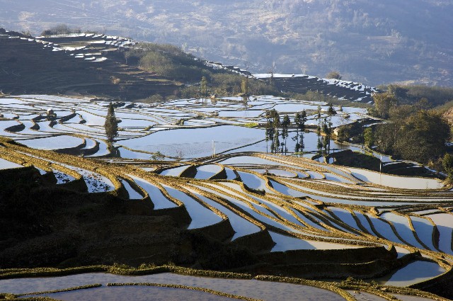 拼多多补单软件