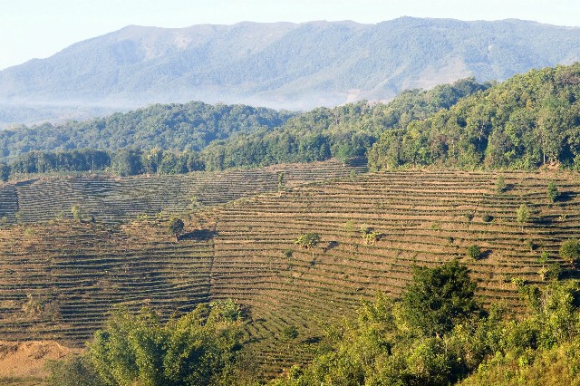 拼多多补单软件