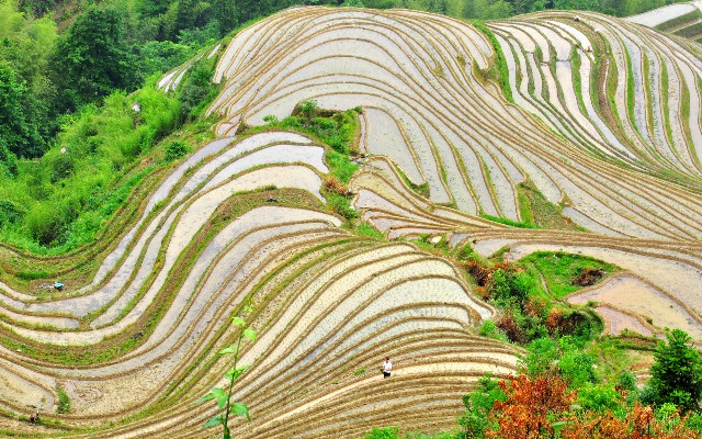 拼多多补单软件