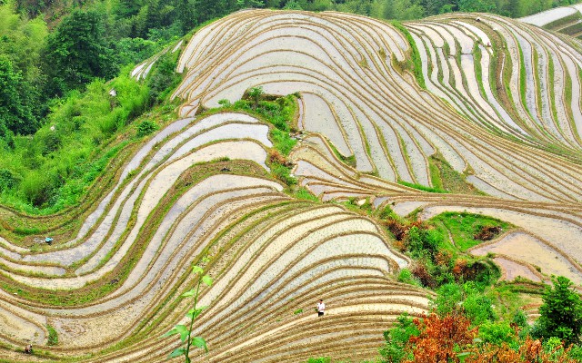 拼多多补单软件