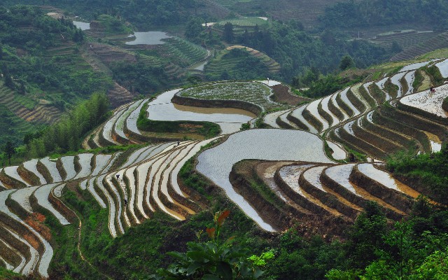 拼多多补单软件