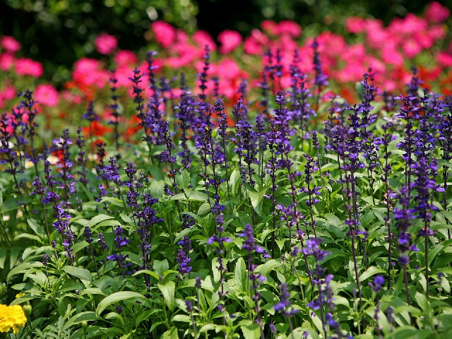 拼多多补单软件