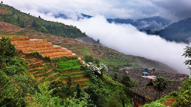 拼多多补单软件