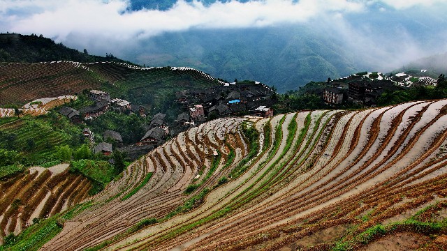 拼多多补单软件