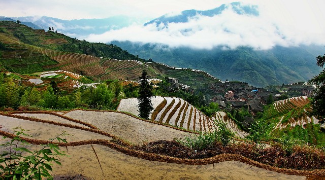 拼多多补单软件