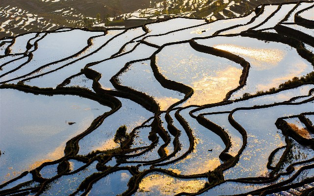 拼多多补单软件