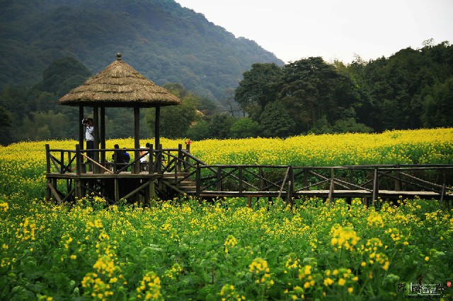 拼多多补单软件