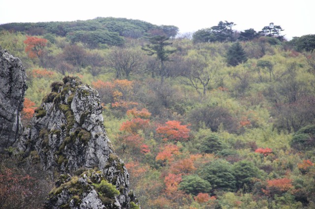 拼多多补单软件