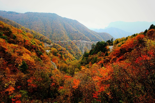 拼多多补单软件