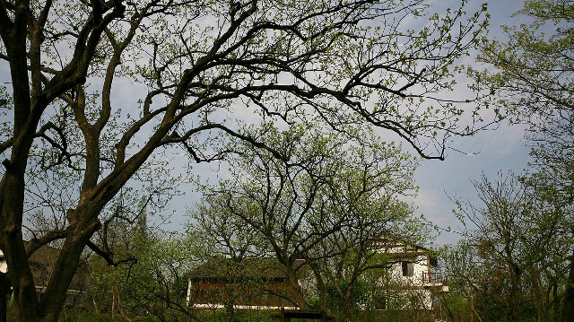 拼多多补单软件