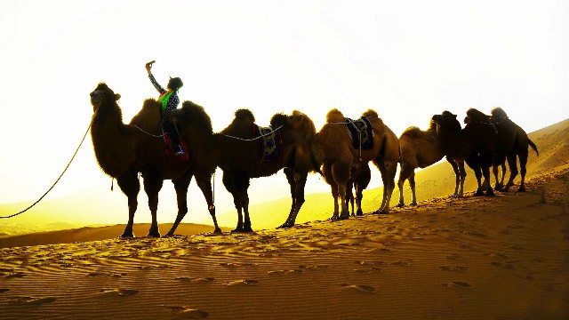 拼多多补单软件