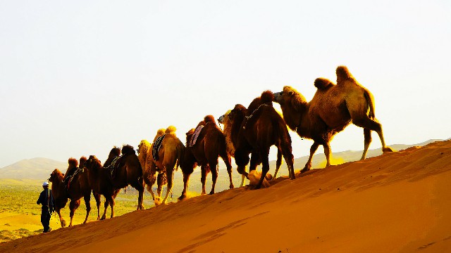 拼多多补单软件